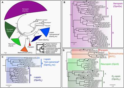 Opsin expression varies across larval development and taxa in pteriomorphian bivalves